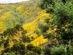 Gelber Hügel